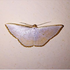 Leuciris