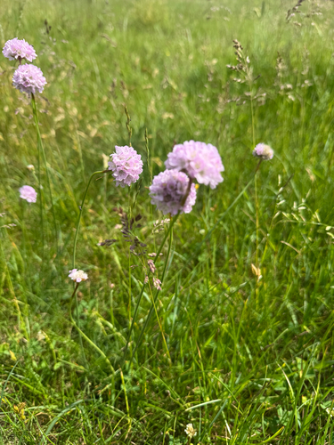 Sea Thrift