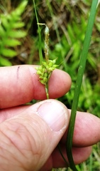 Carex crebriflora