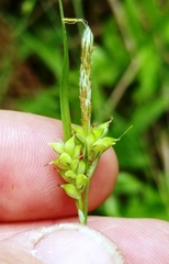 Carex crebriflora
