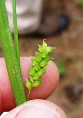 Carex crebriflora