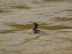 Nannopterum brasilianum