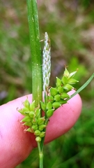 Carex crebriflora