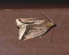 Capis curvata