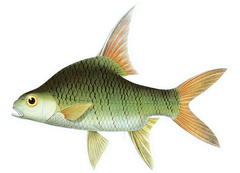 Bulu Barb photo 2