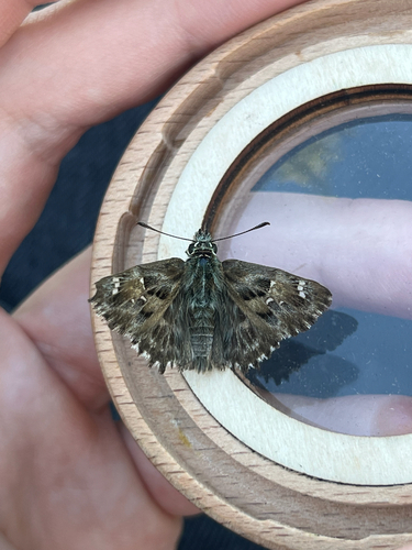 Mallow Skipper