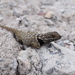 Central Plateau Torquate Lizard - Photo (c) kilawea, some rights reserved (CC BY-NC-SA), uploaded by kilawea
