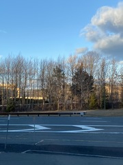 Juniperus virginiana virginiana