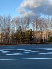 Juniperus virginiana virginiana