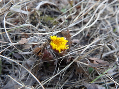 Tussilago farfara