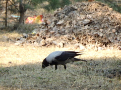 Corvus cornix