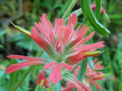 Castilleja affinis affinis