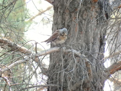 Turdus pilaris
