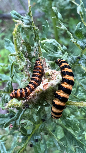Cinnabar moth