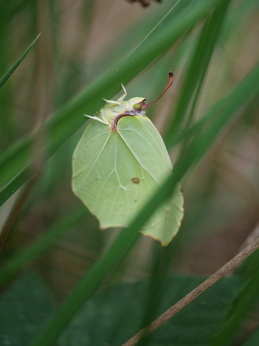 Common Brimstone