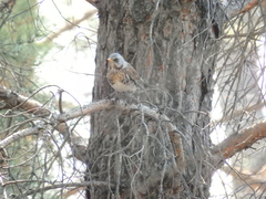 Turdus pilaris