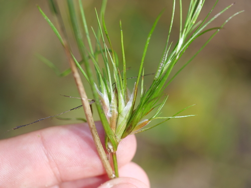 Tassel Gall