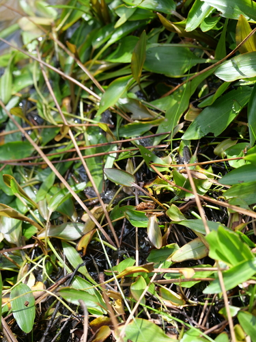 Bog Pondweed