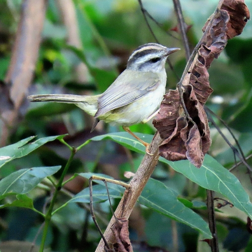 Golden-crowned Warbler