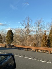 Juniperus virginiana virginiana