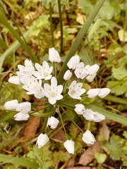 Allium neapolitanum