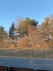 Juniperus virginiana virginiana