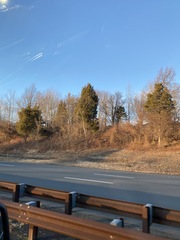 Juniperus virginiana virginiana