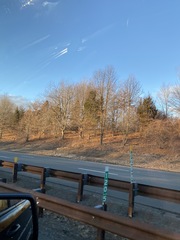 Juniperus virginiana virginiana