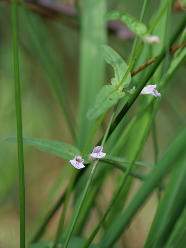 Lesser Skullcap