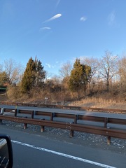 Juniperus virginiana virginiana