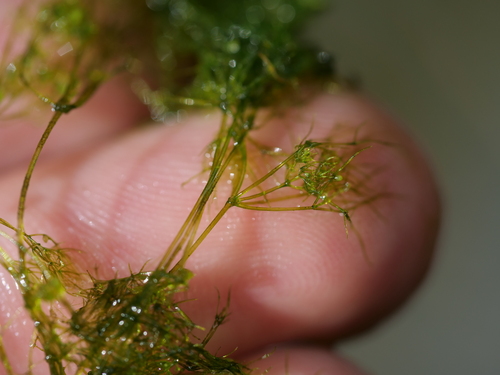 Nitella gracilis, 2026-06-06