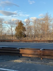 Juniperus virginiana virginiana