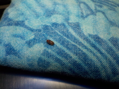 Bostrichoidea