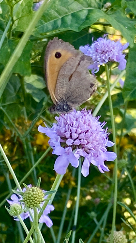 Meadow Brown