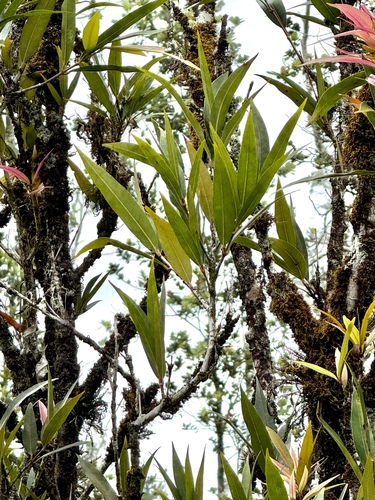 Syzygium jambos observed 2026-06-15