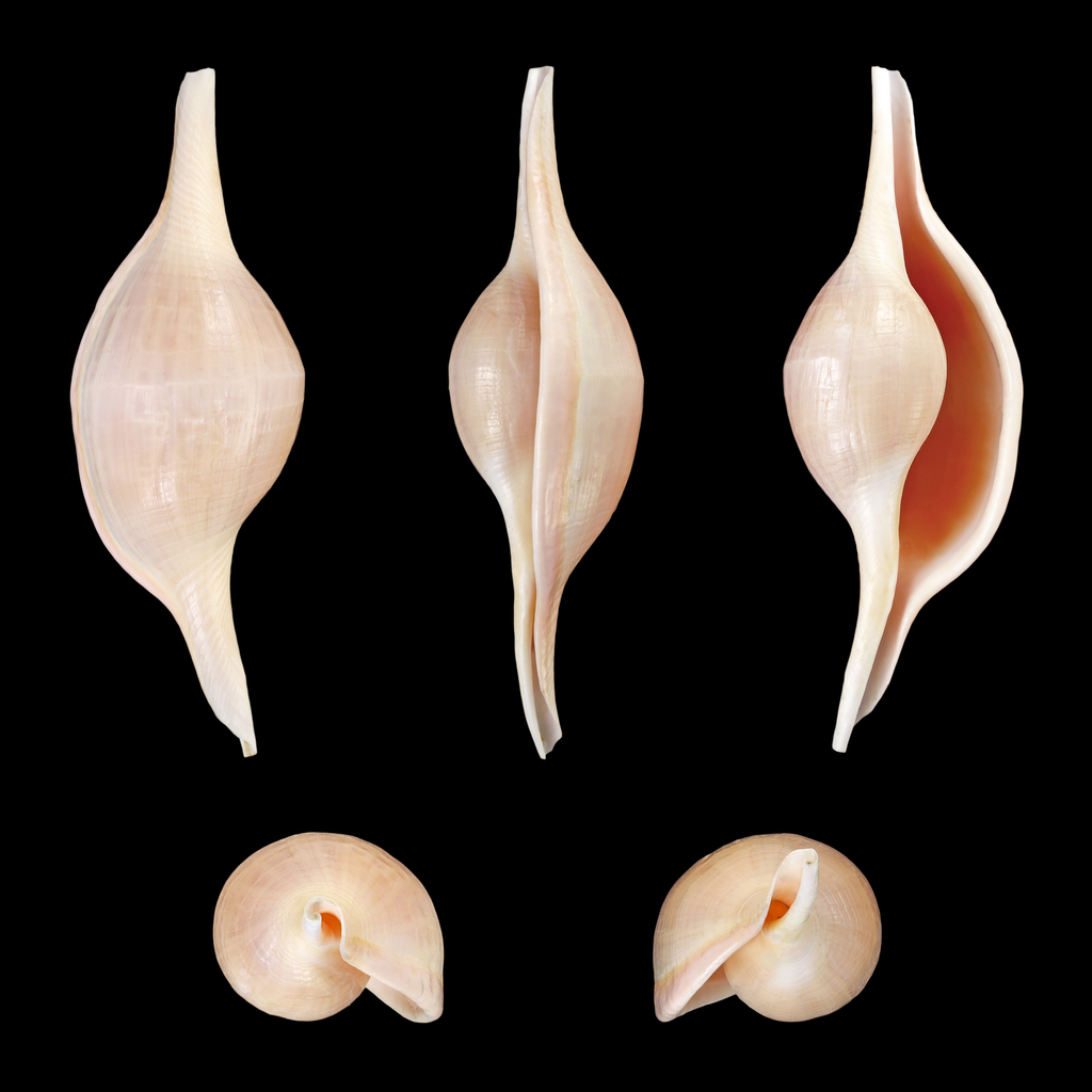 Littorinimorpha