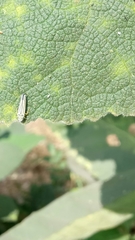 Graphocephala flavovittata