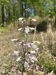 Penstemon arkansanus