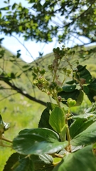 Ceanothus arboreus
