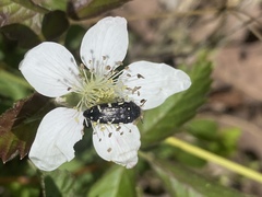 Acmaeodera ornata