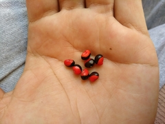 Rhynchosia precatoria