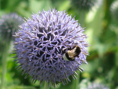Echinops bannaticus