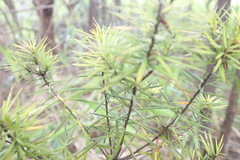 Leptecophylla juniperina