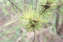 Leptecophylla juniperina