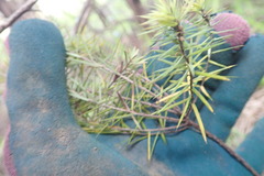 Leptecophylla juniperina