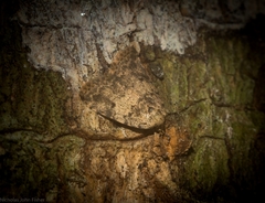 Tolpia conscitulana