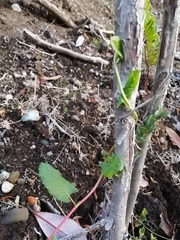 Muehlenbeckia hastulata
