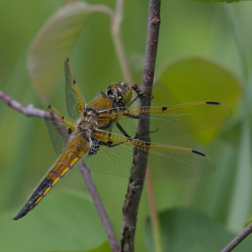 Four-spotted Skimmer