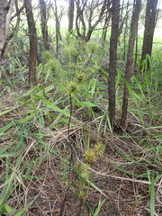 Leptecophylla juniperina