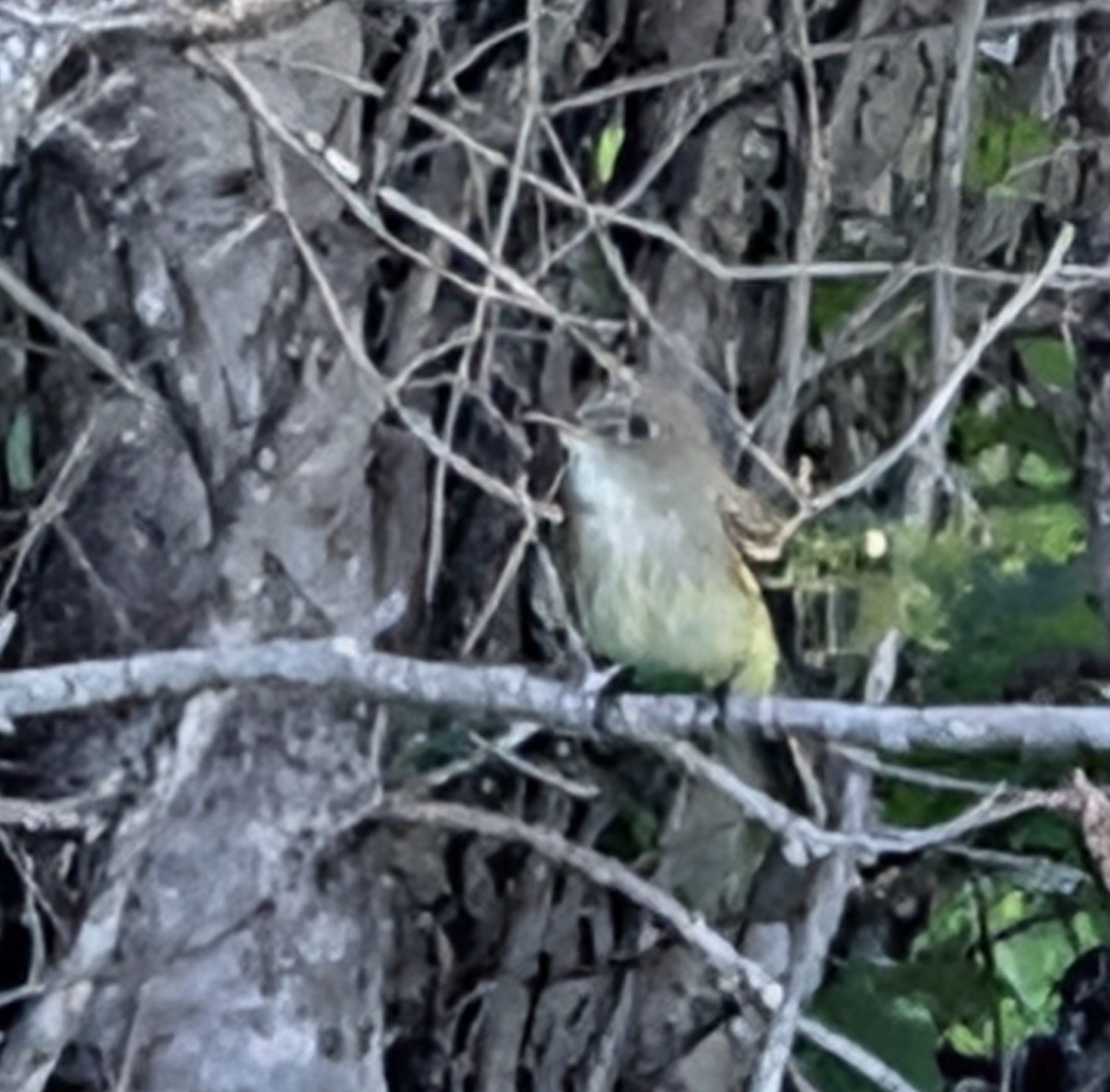 Alder Flycatcher (Empidonax alnorum), photo 7